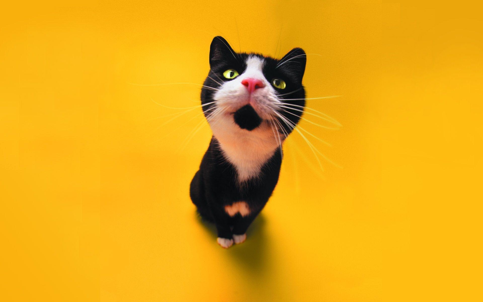 Cat in Fisheye Lens Free and Wallpaper