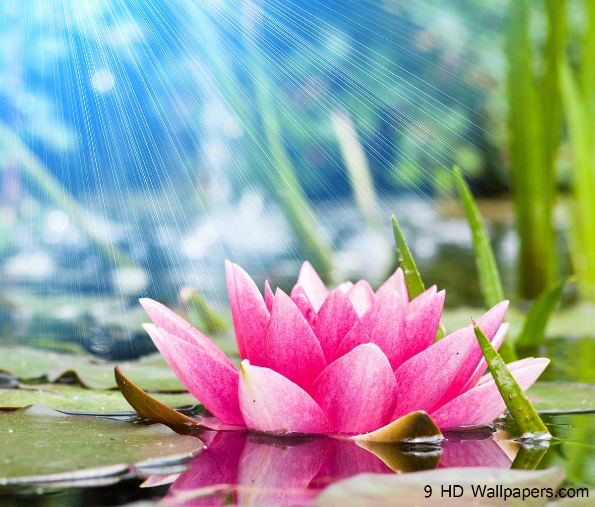 Lotus Flower HD Wallpaper, Flowers Image And Photo