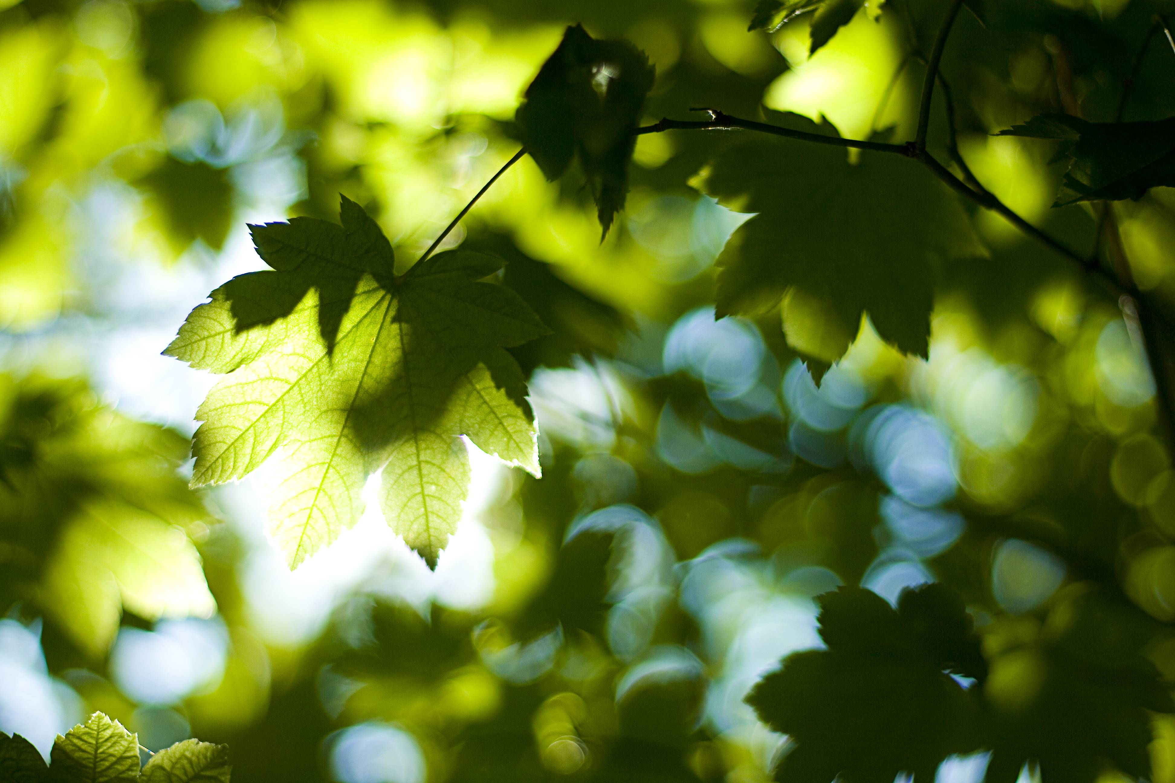 Leaves light on. Листва. Листва деревьев. Лес листва. Листья деревьев.