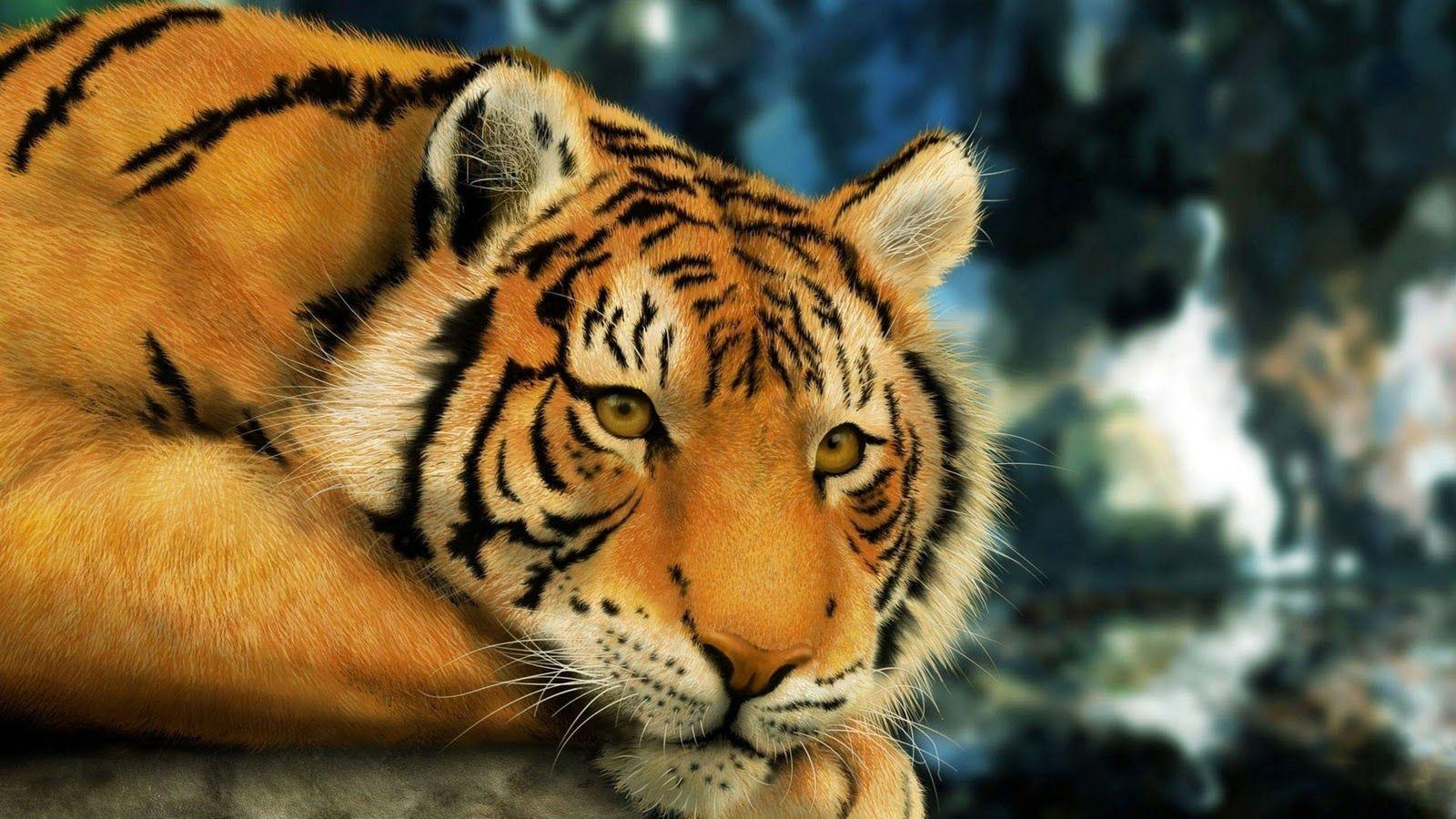 Tiger Cool Wallpaper HD Free Download Wallpaper 1600x900PX