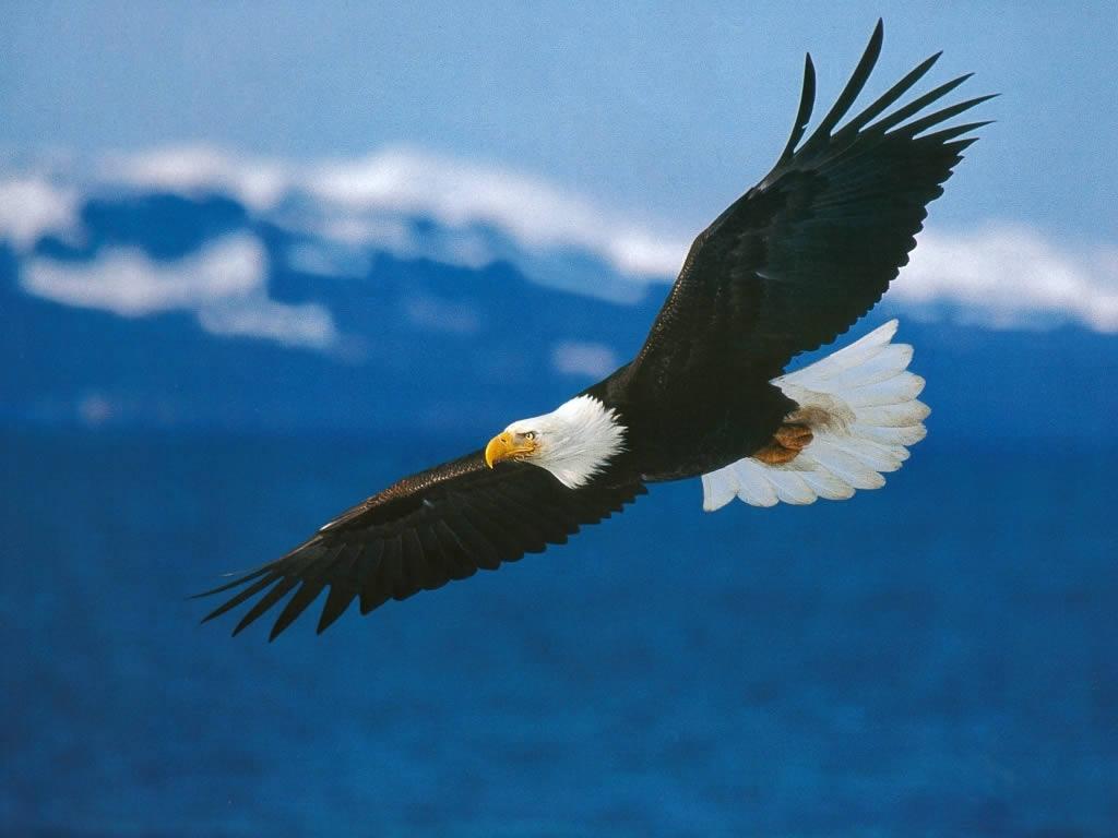 Eagle wallpaper desktop in quality able state