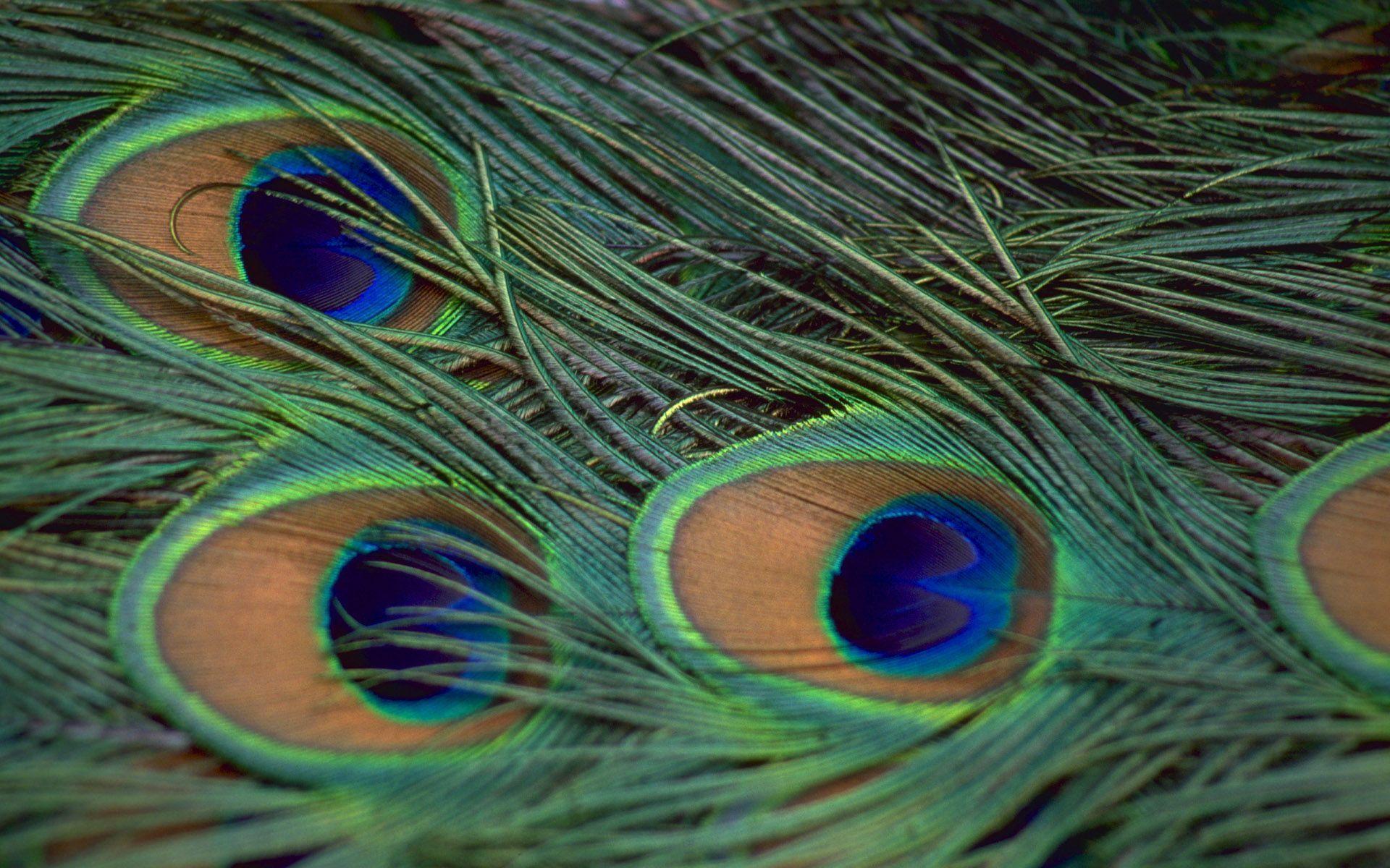 Peacock Feathers wallpaper and image, picture, photo