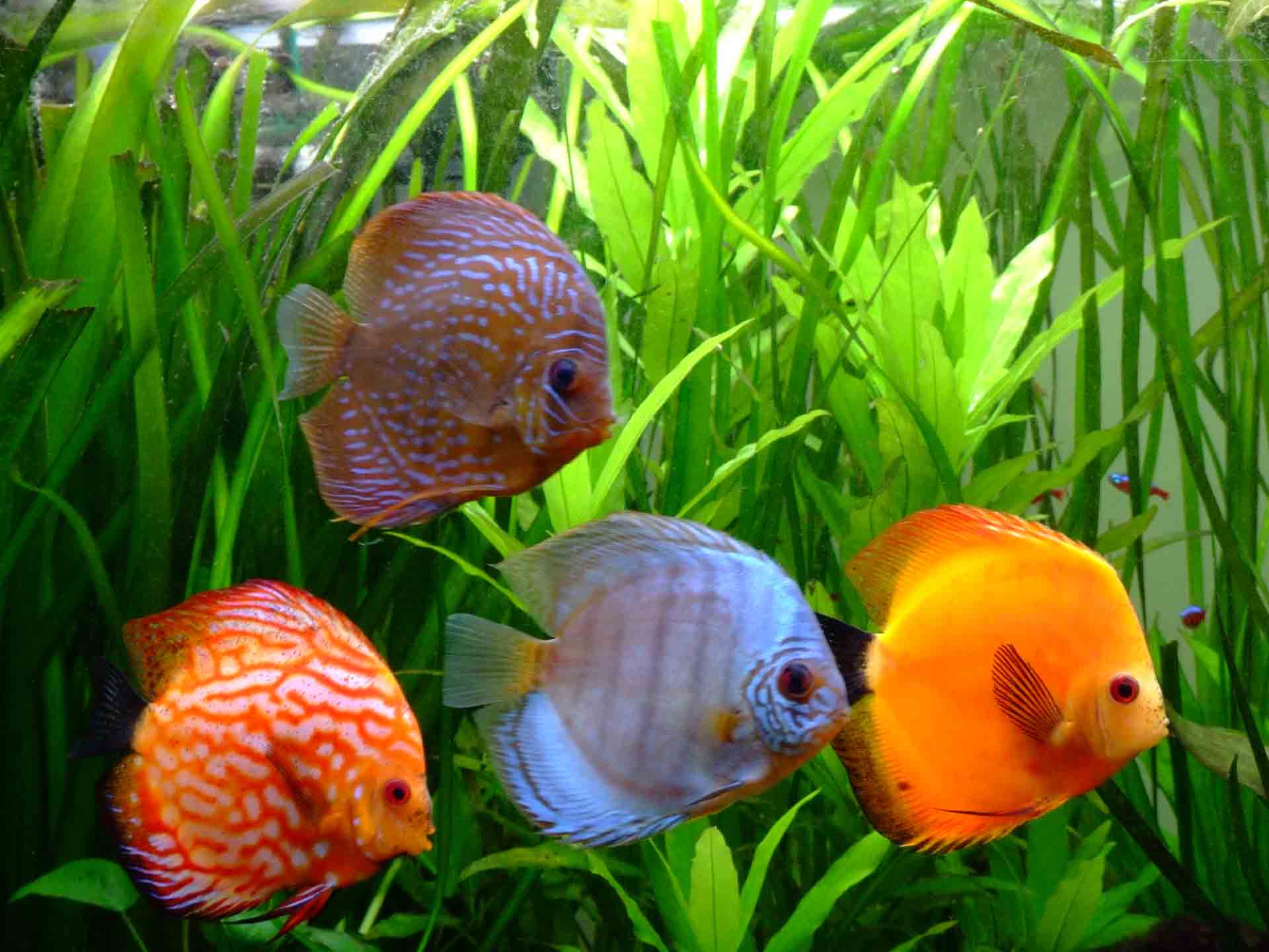 discus fish wallpaper