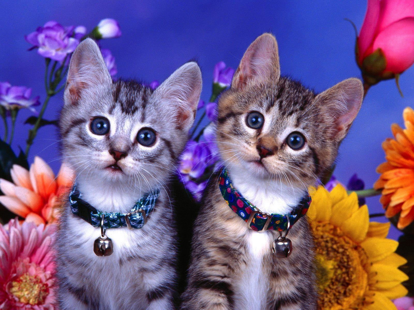 Kitty World: Kitten Desktop Wallpaper