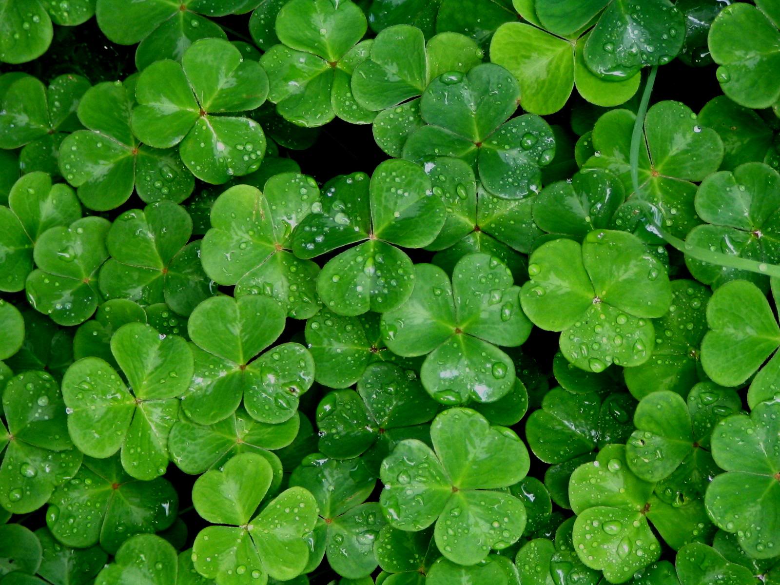 Shamrock Desktop Wallpapers Wallpaper Cave