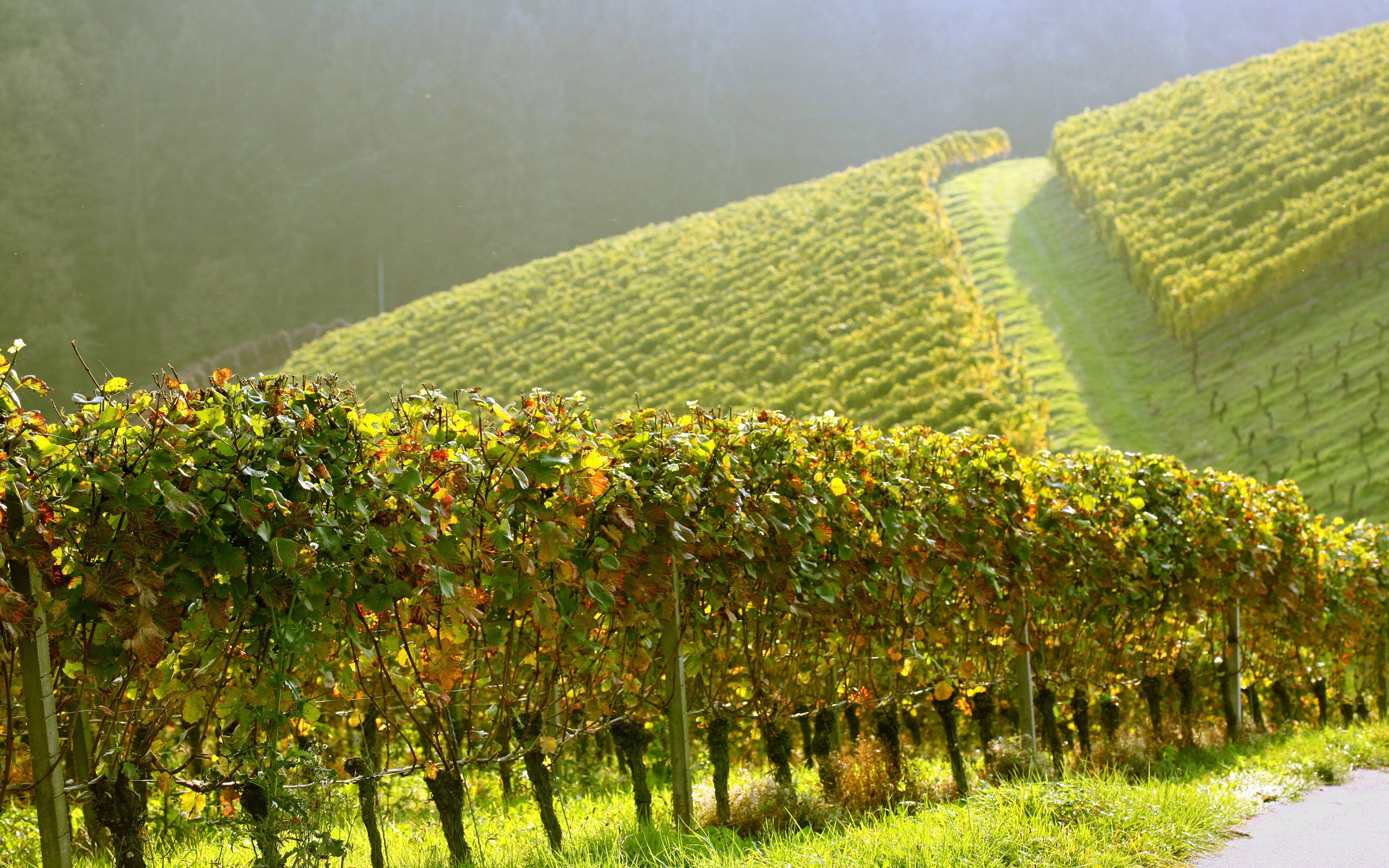 Vineyard Wallpapers - Wallpaper Cave