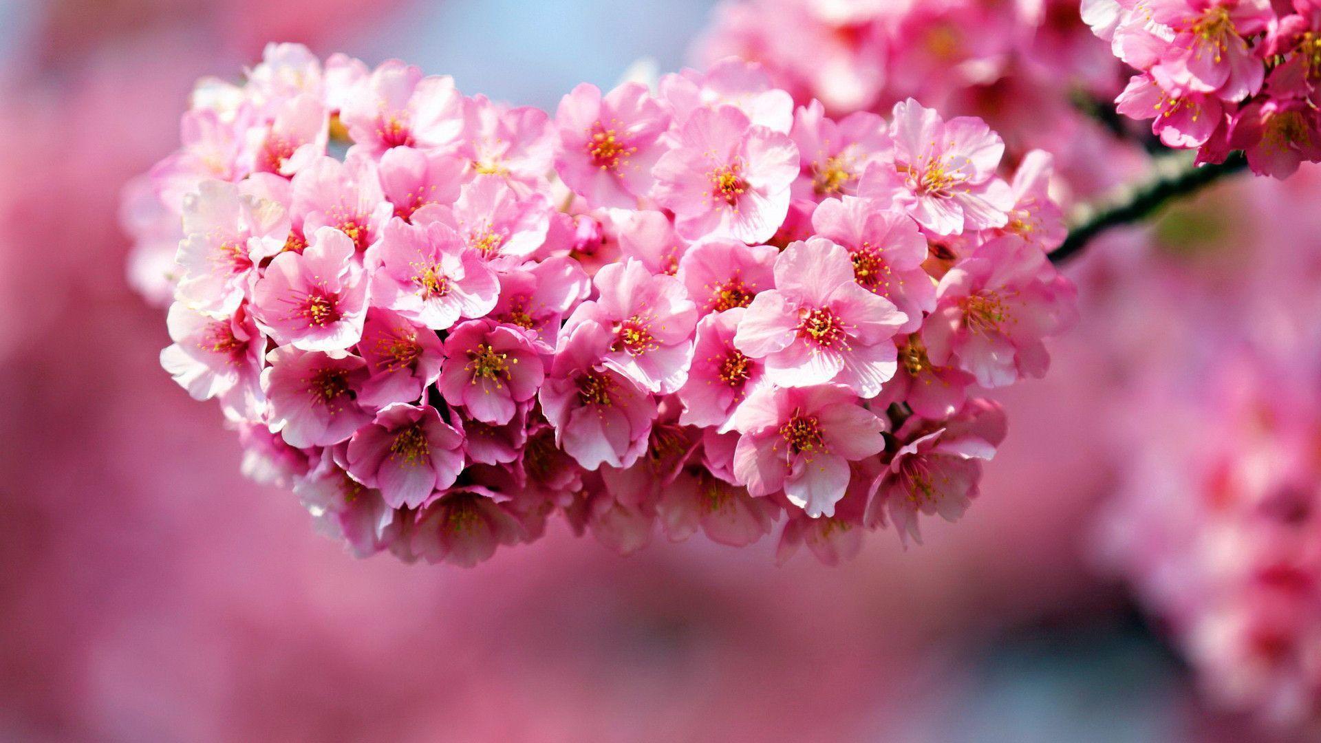 Flowers For > Pink Flowers Desktop Background
