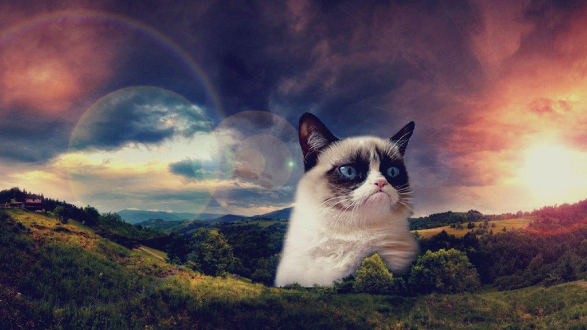 Fonds d&;écran Grumpy Cat, tous les wallpaper Grumpy Cat