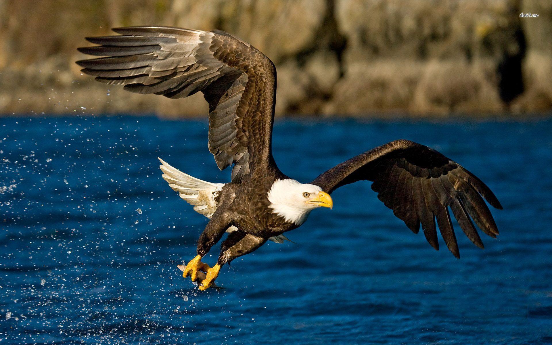 Bald Eagle Desktop Wallpapers - Wallpaper Cave