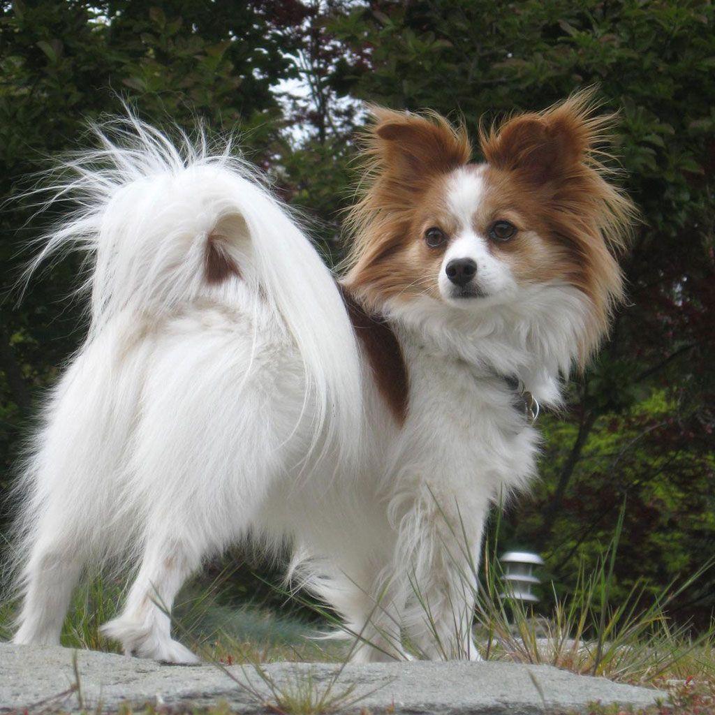 Papillon dog looking proudly wallpaper