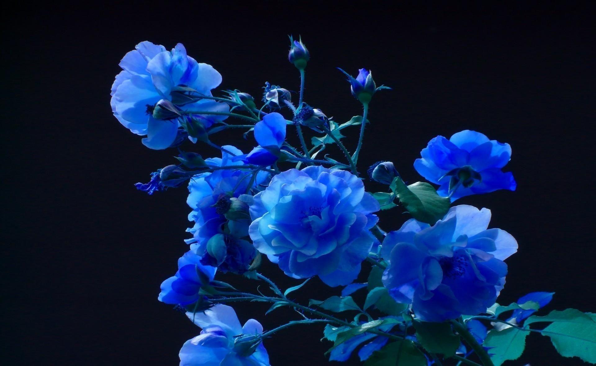 image For > Black And Blue Rose Background