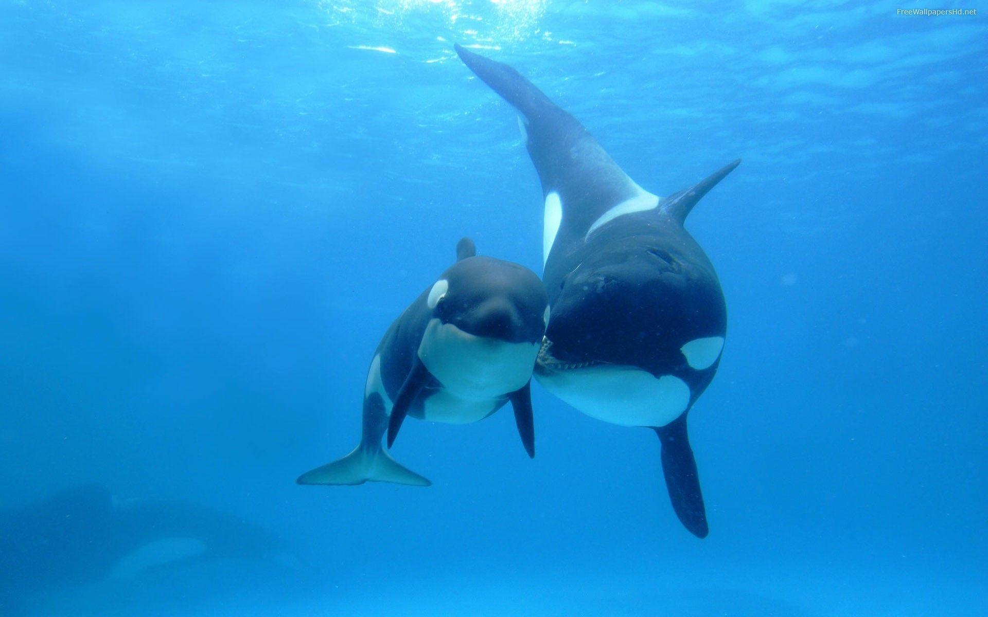 Killer Whale Wallpapers