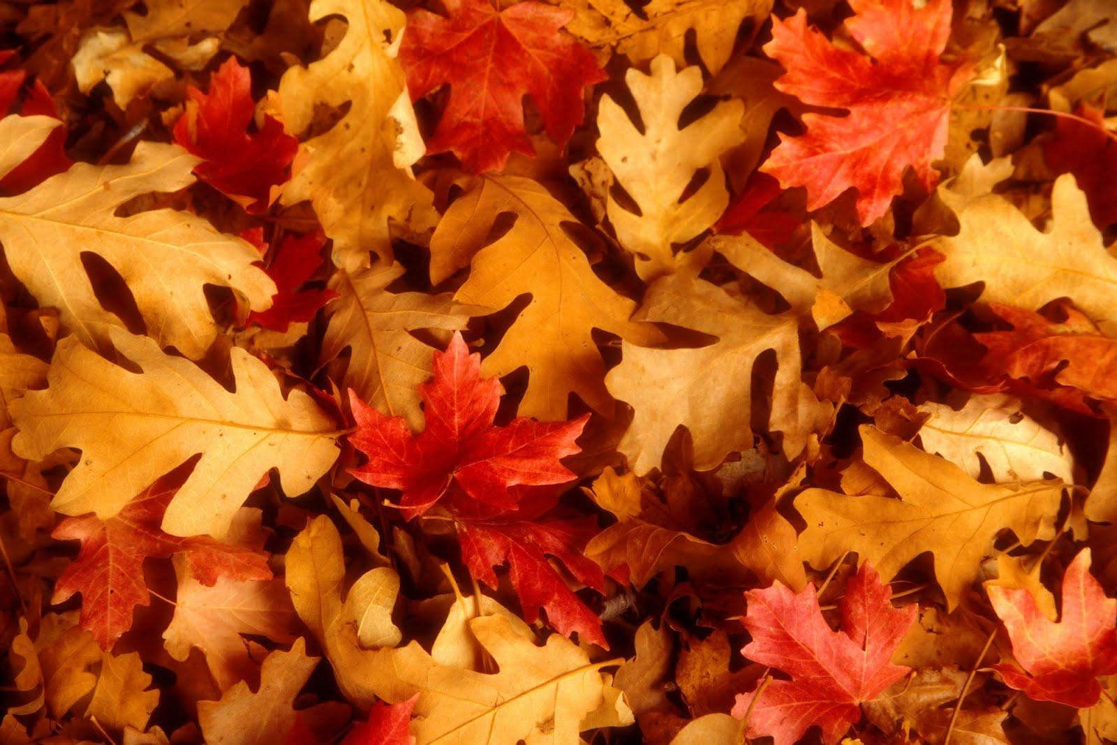 Beautiful Fall Scenery Wallpaper and Background