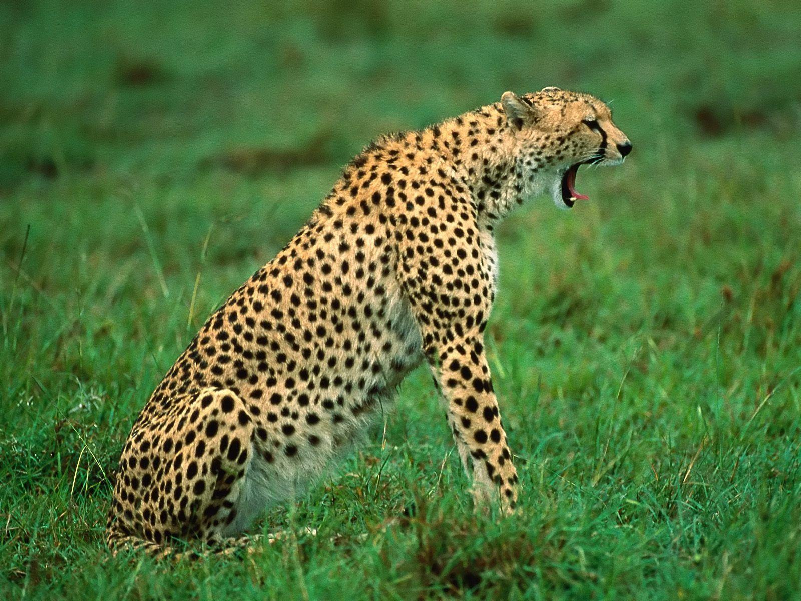 African Cheetah Picture Wallpaper