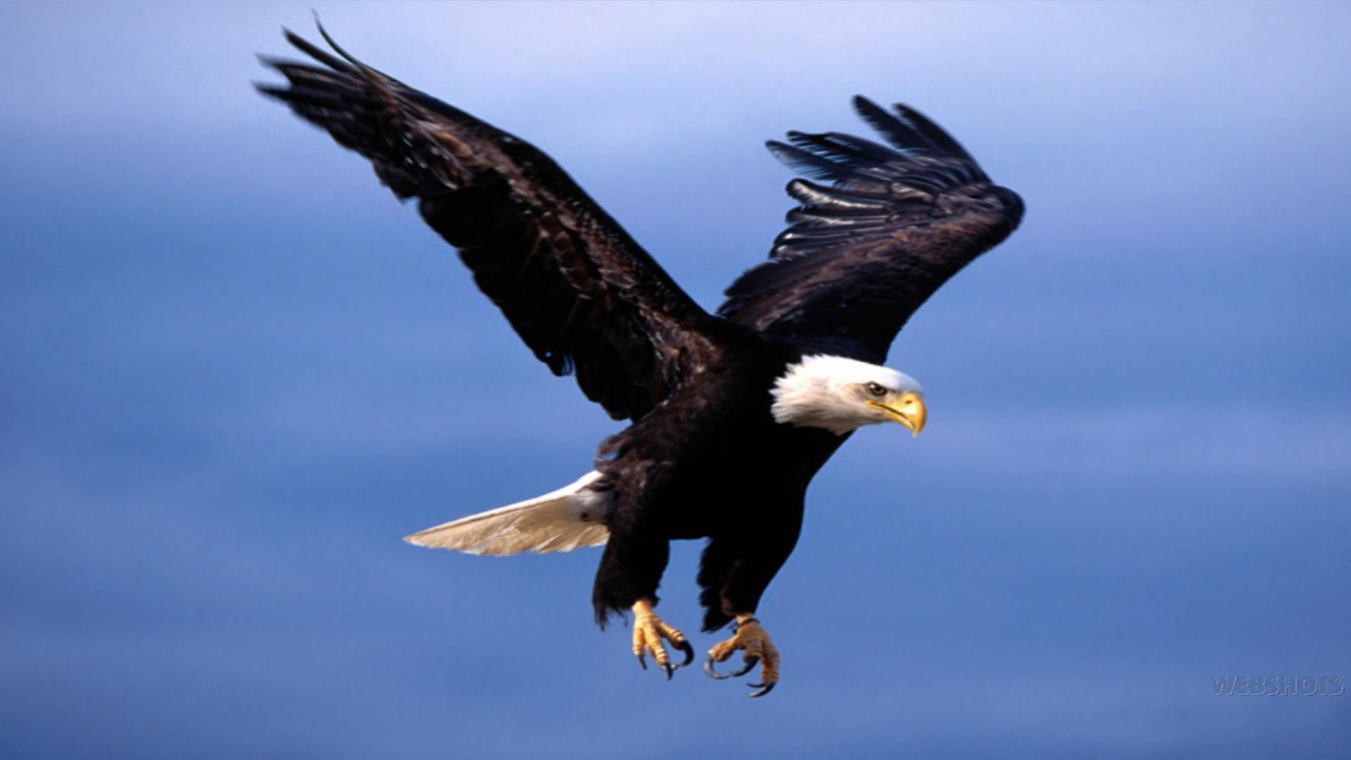 Flying eagle wallpaper free desktop background wallpaper image