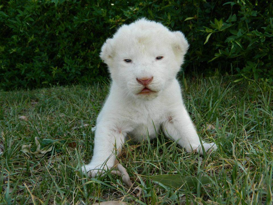 White Lions White Lion Cub / Wallpaper Animal 30677 high quality