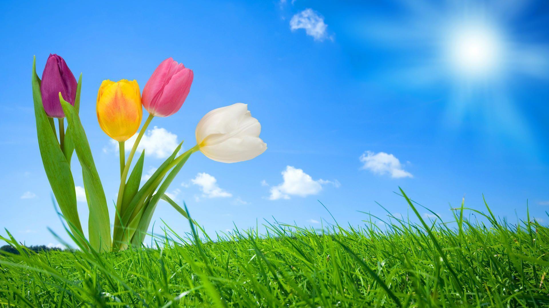 Free Spring Backgrounds For Computer - Wallpaper Cave