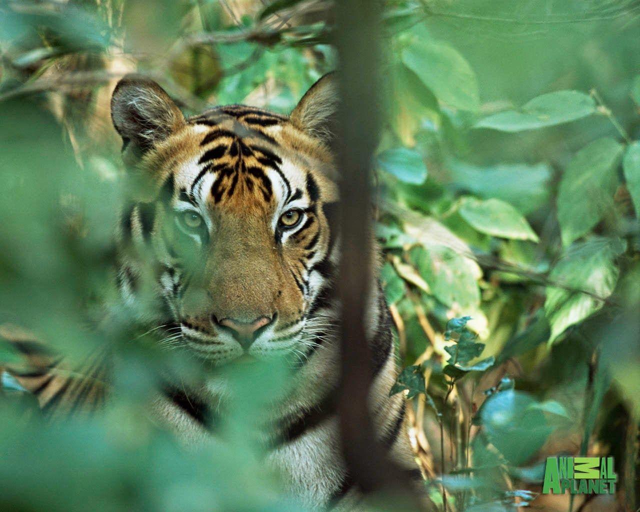 animal planet picture: Animal Planet Wallpaper Download Tiger