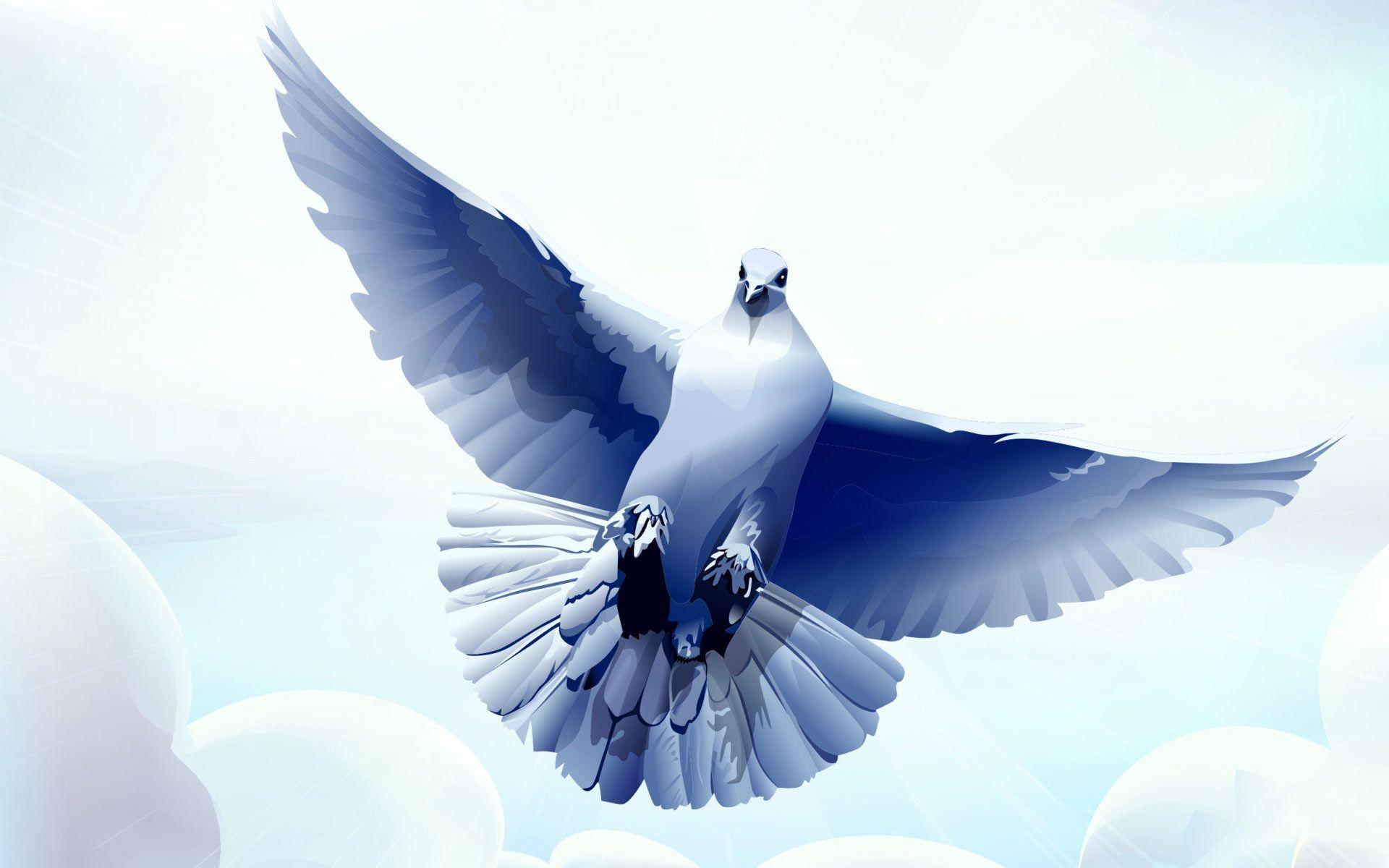 Dove Desktop Wallpaper. Dove Bird Picture