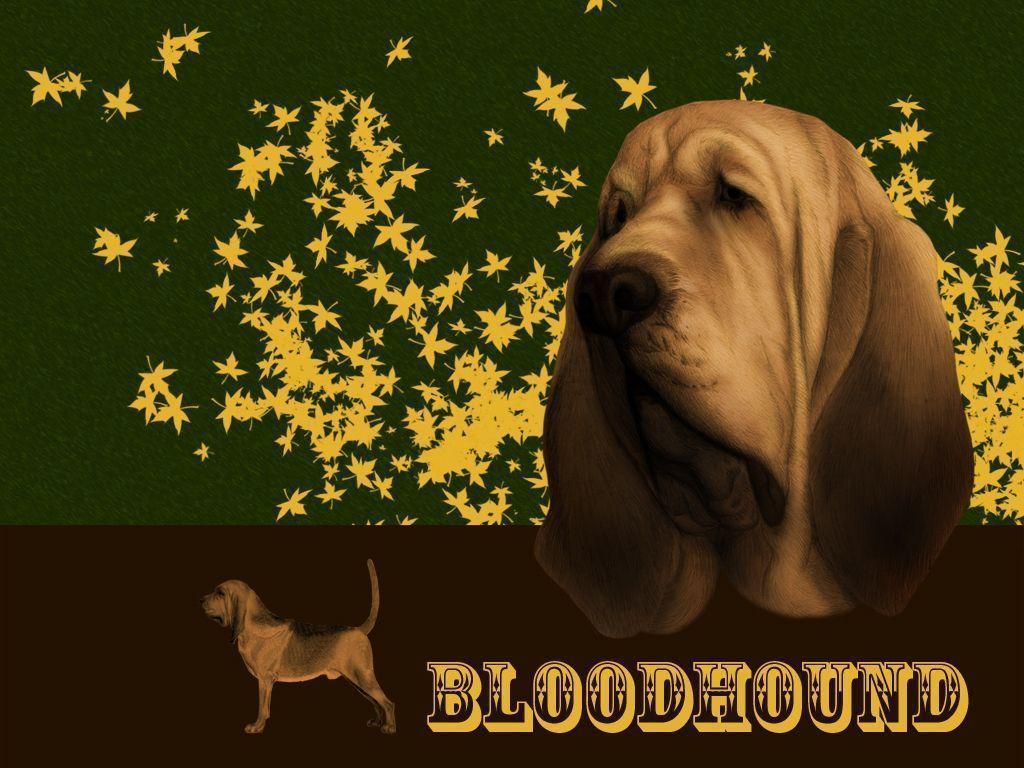 Bloodhound Photo. New image. HD new image