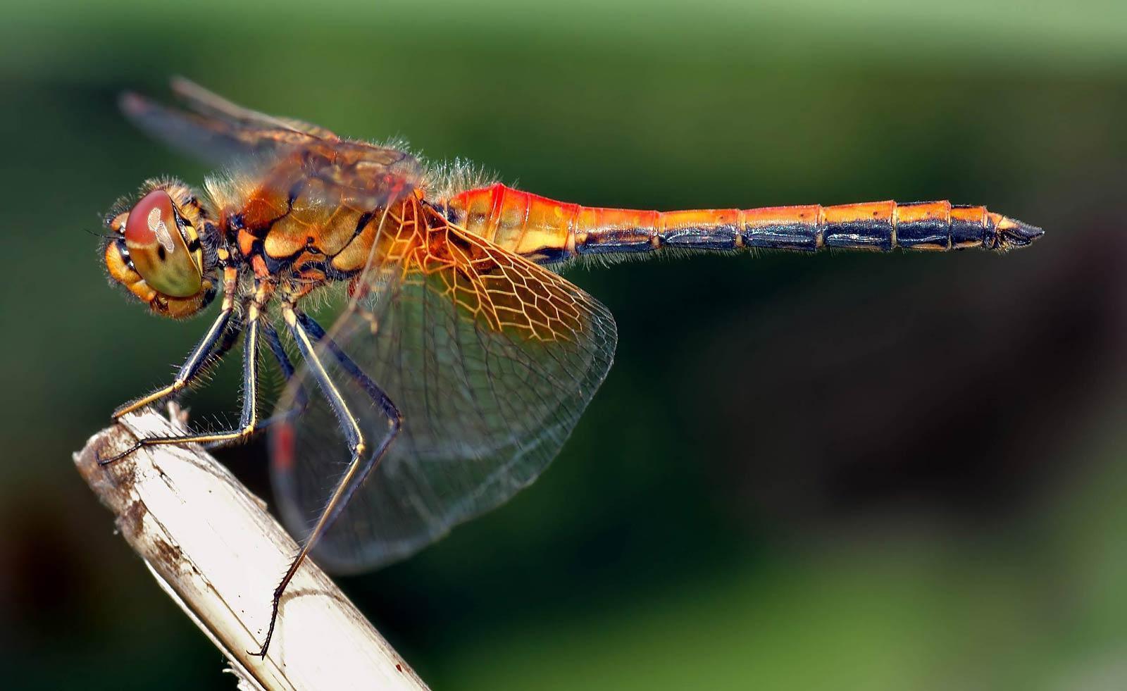 Dragonfly Wallpaper 18104 1920x1080 px