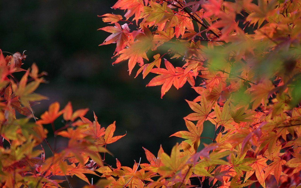 Travel Japan Fall scenery in Rokkosan 1280x800 NO.2