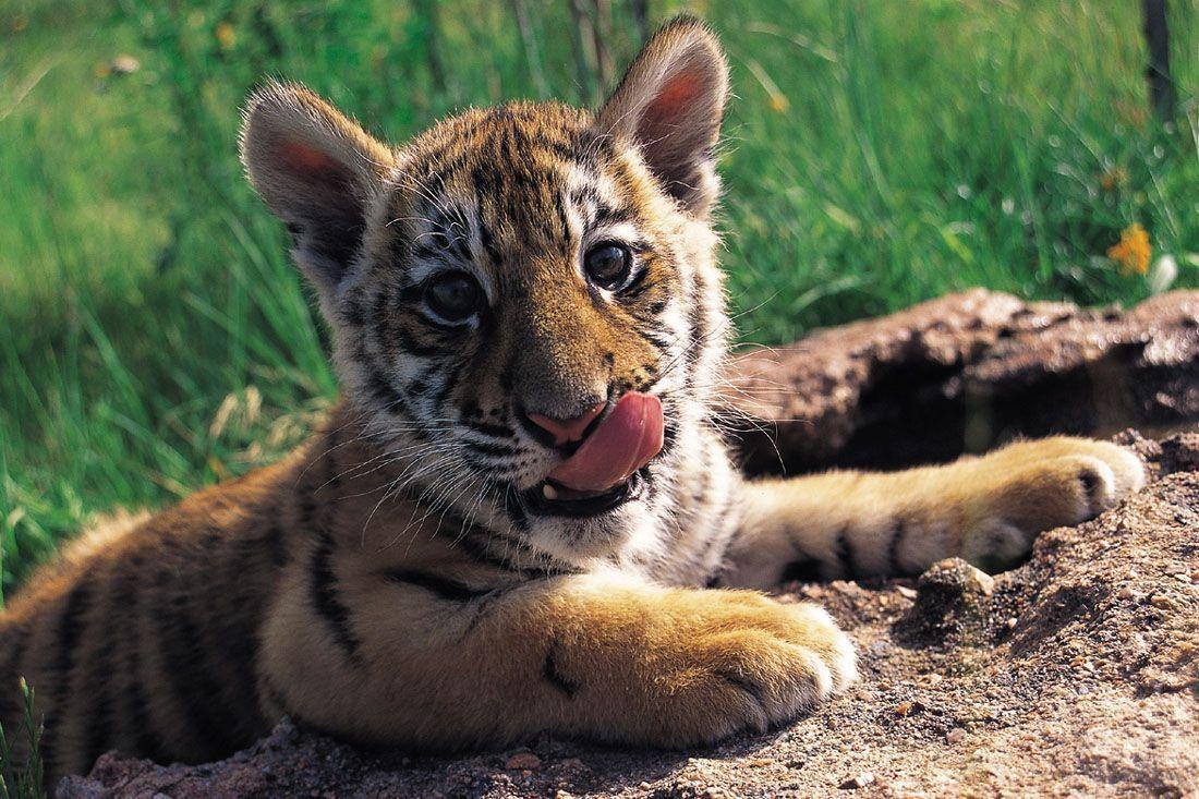 image For > Cute Baby Tiger Wallpaper