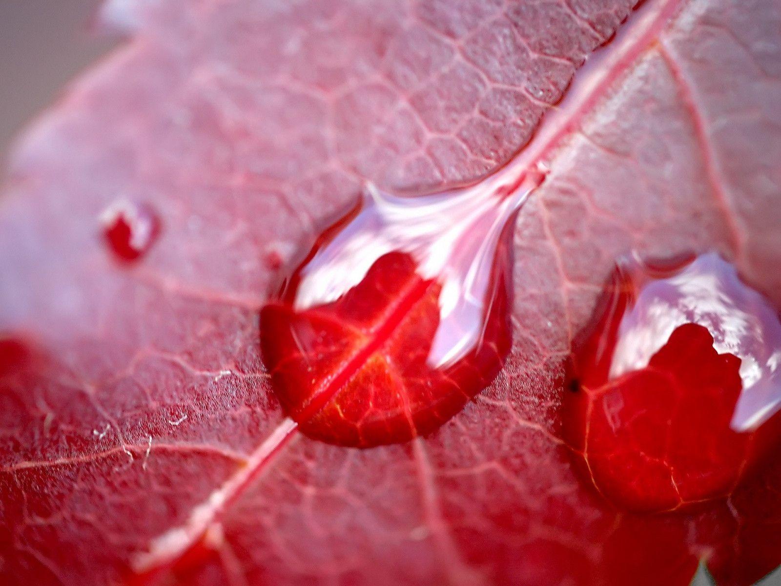 Water On Red Leaf Wallpaper_9762_1600x1200 Water HD Free