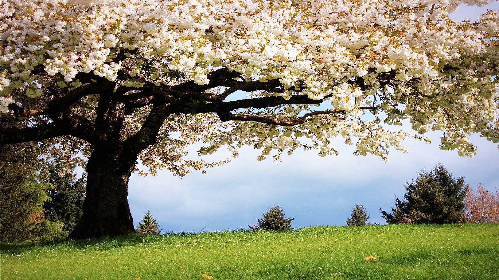 Spring Tree Image HD Wallpaper