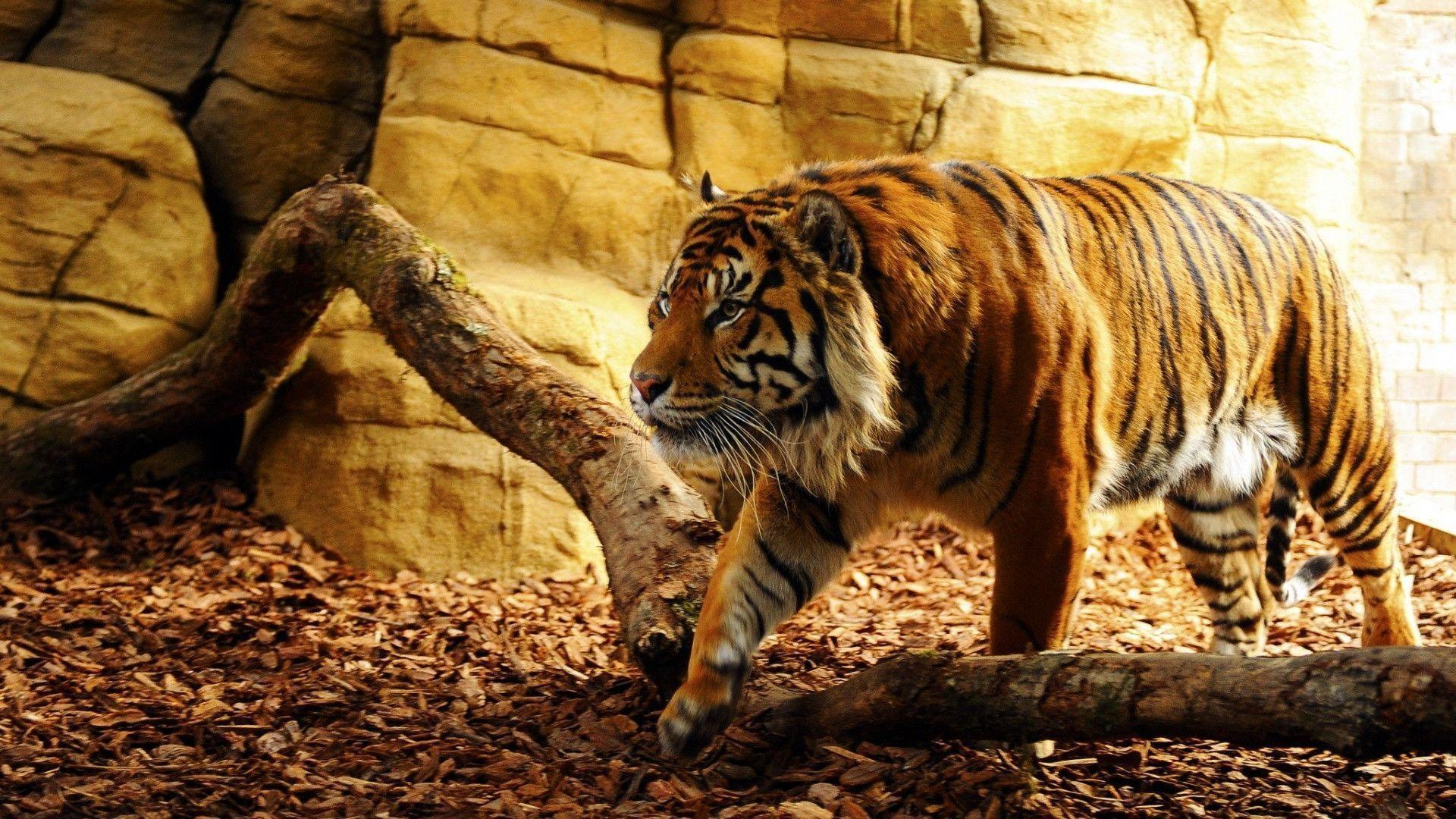 Yellow Tiger Wallpapers - Wallpaper Cave