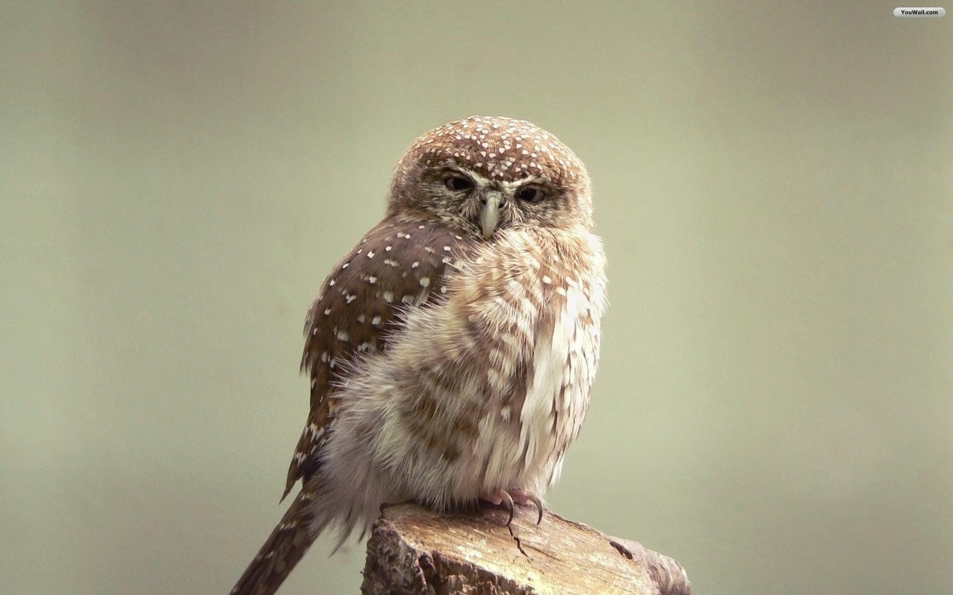 Owl Wallpaper HD wallpaper search