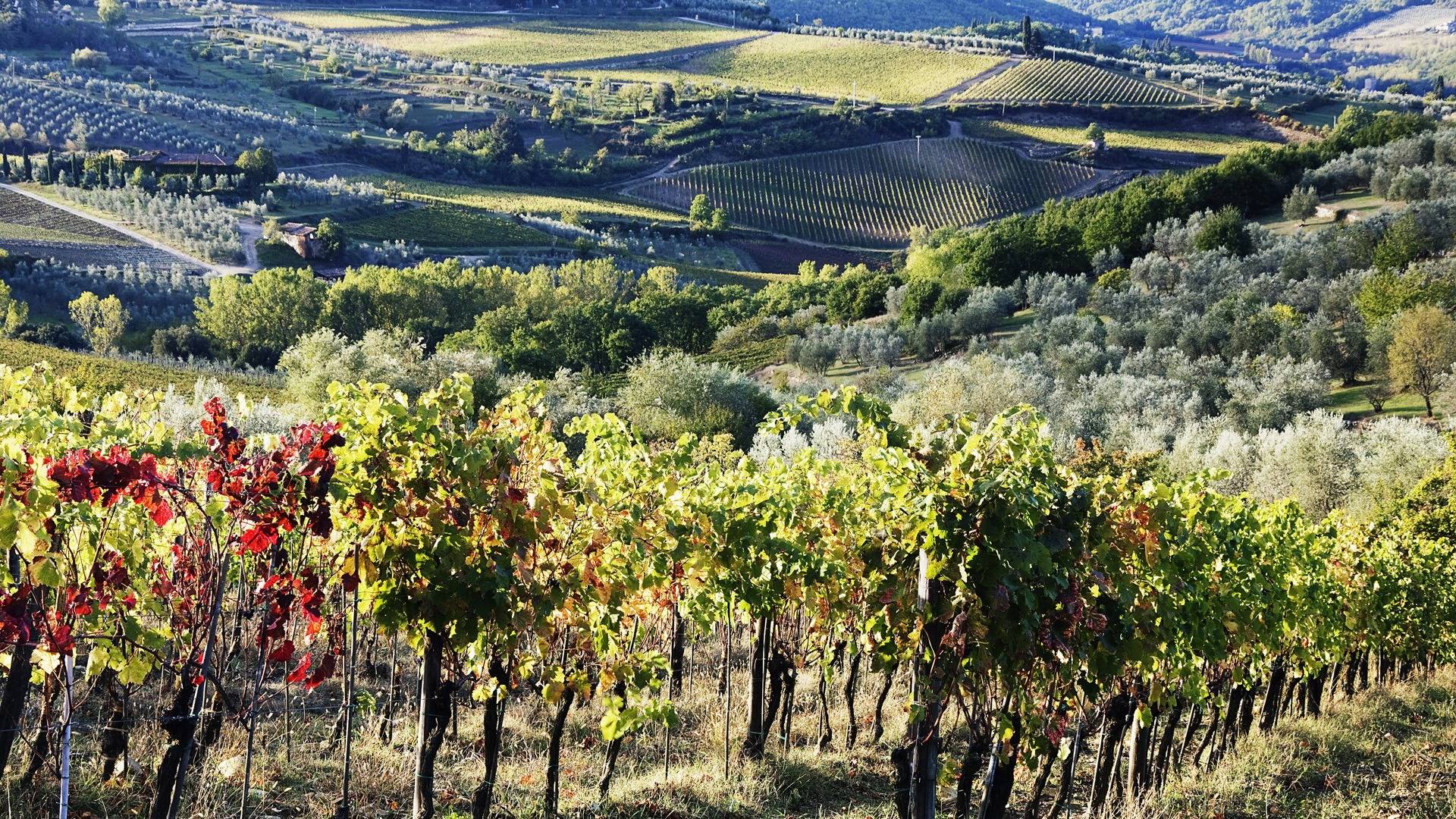 vineyard-wallpapers-wallpaper-cave