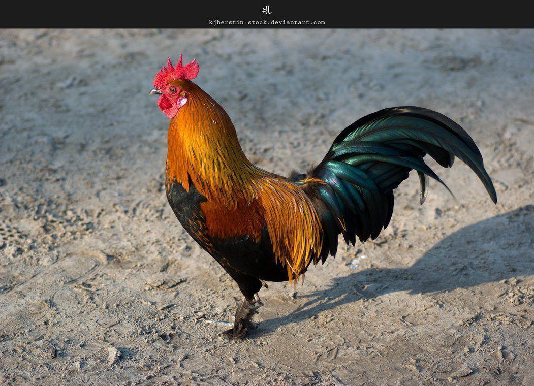 Rooster Wallpapers - Wallpaper Cave