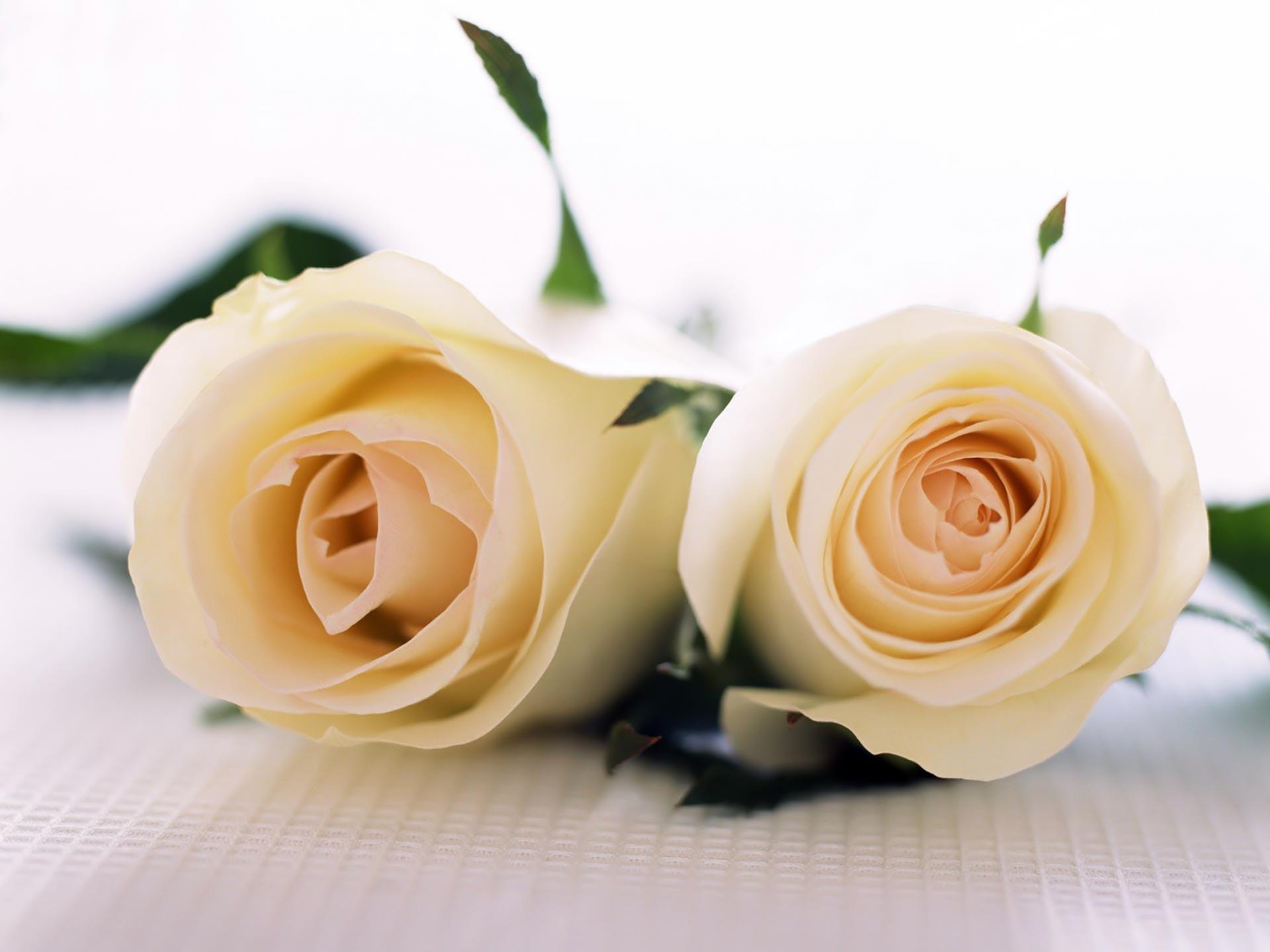 White Roses Wallpaper