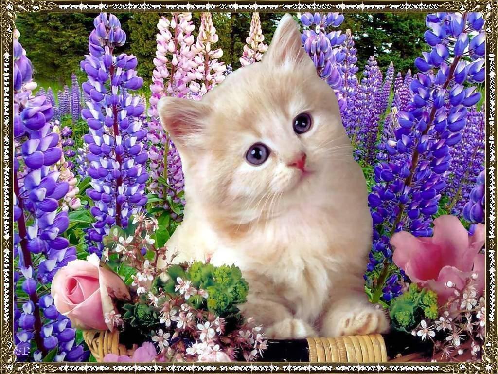 Free wallpaper Cute kitten with purple flowers