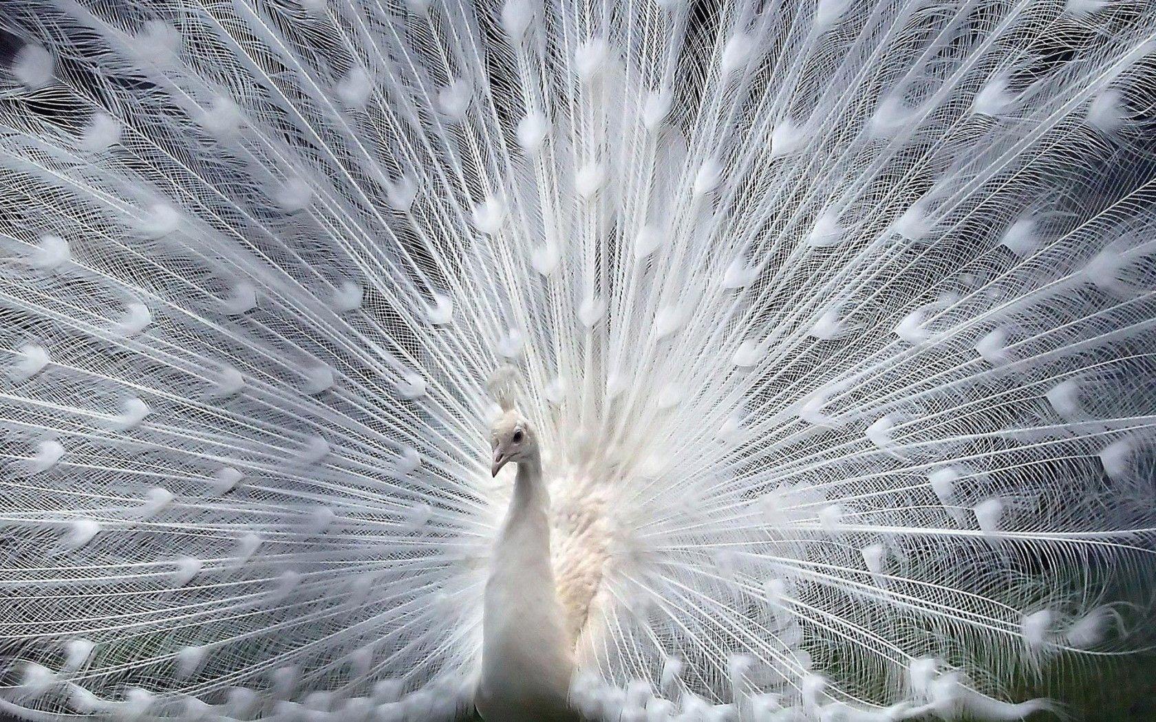 White Peacock widescreen wallpaper. Wide