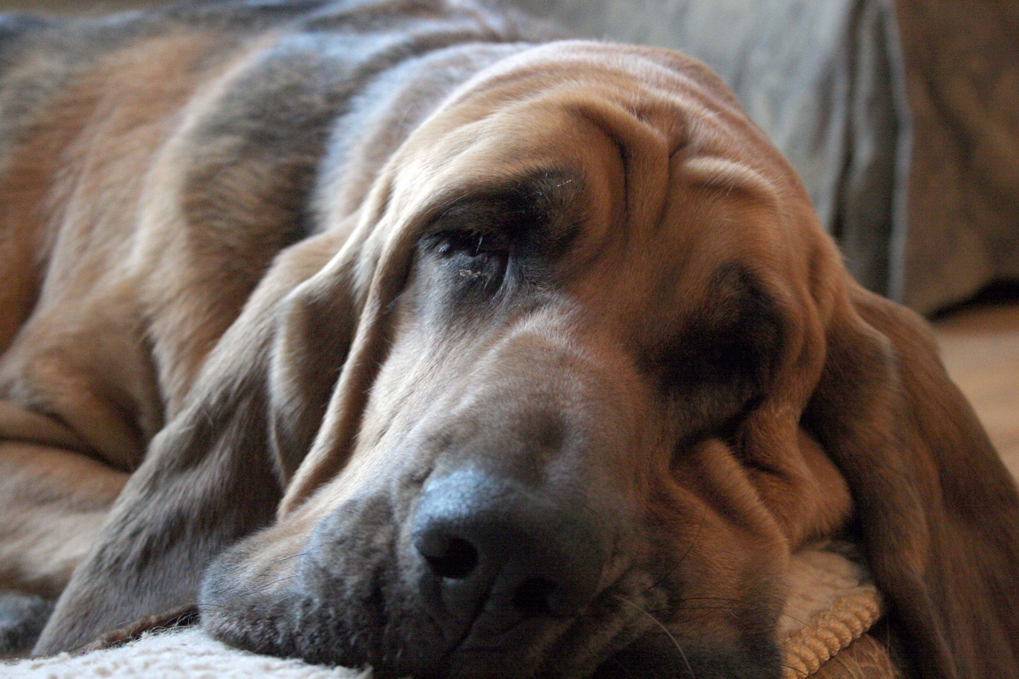 Cute wrinkled Bloodhound face photo and wallpaper. Beautiful Cute