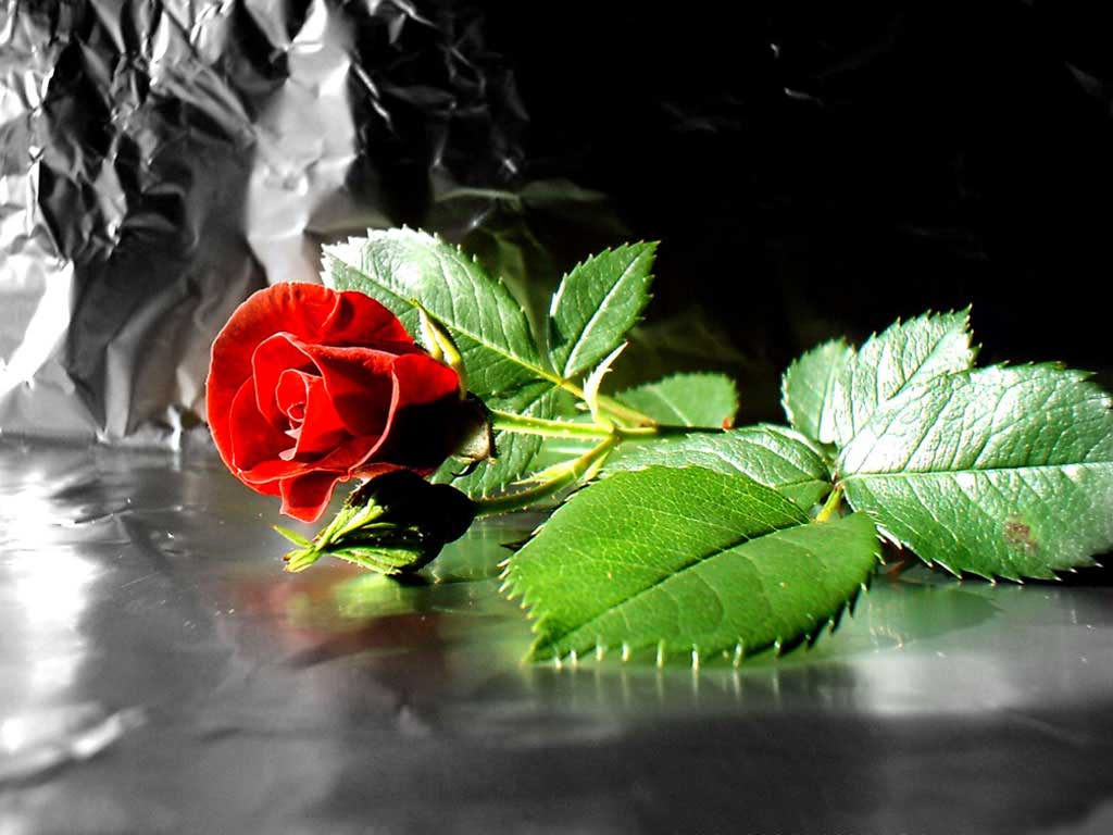 Rose Flower Image For Desktop Wallpaper. Black HD Wallpaper