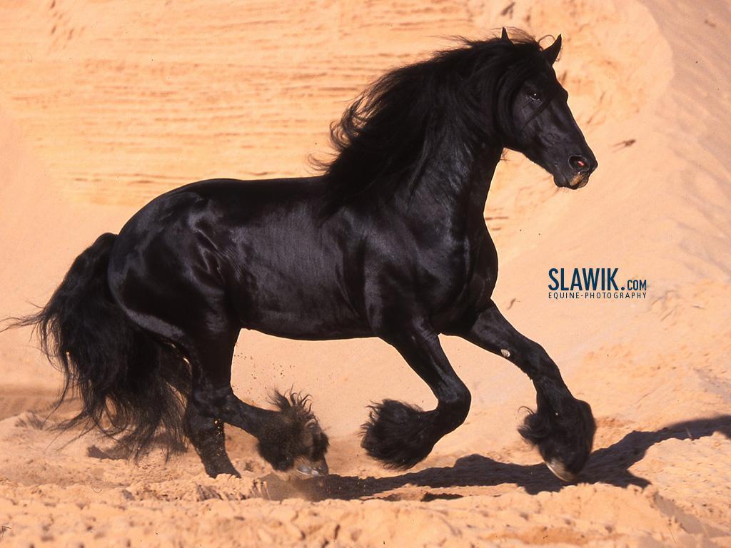 Horses image Slawik horse wallpaper HD wallpaper and background