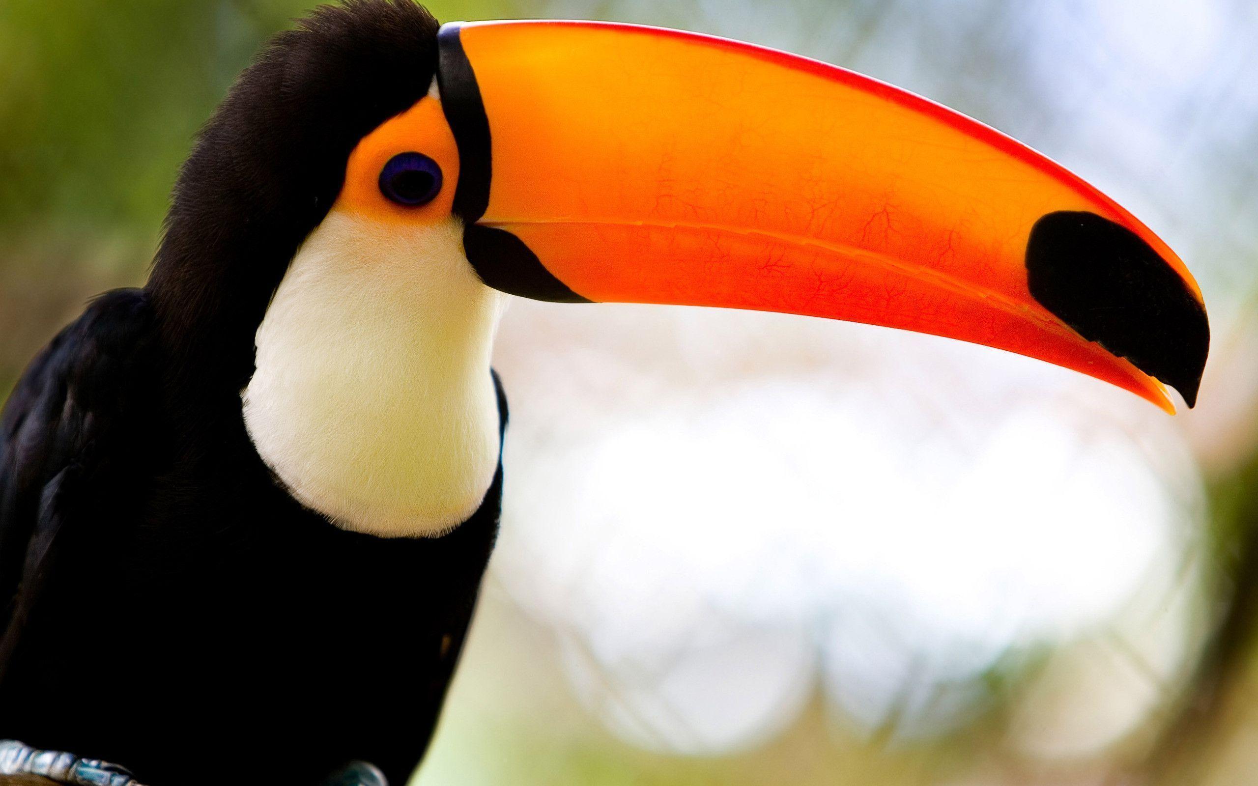 Toucan Wallpaper HD wallpaper search