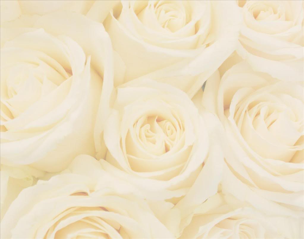 White Rose Background Photo
