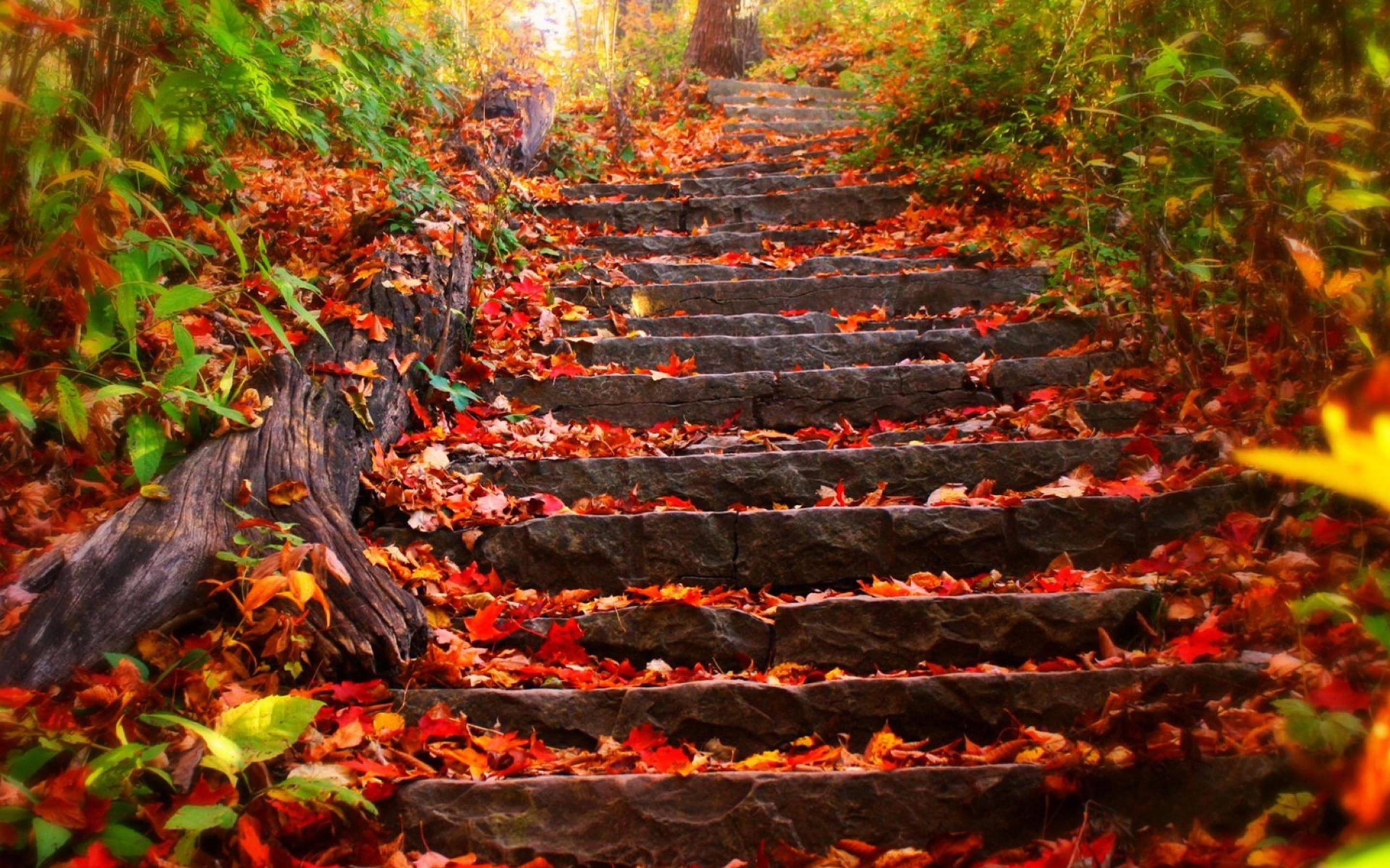 Autumn Leaves Stairs Wallpaper. Free HD Wallpaper 2013 Desktop