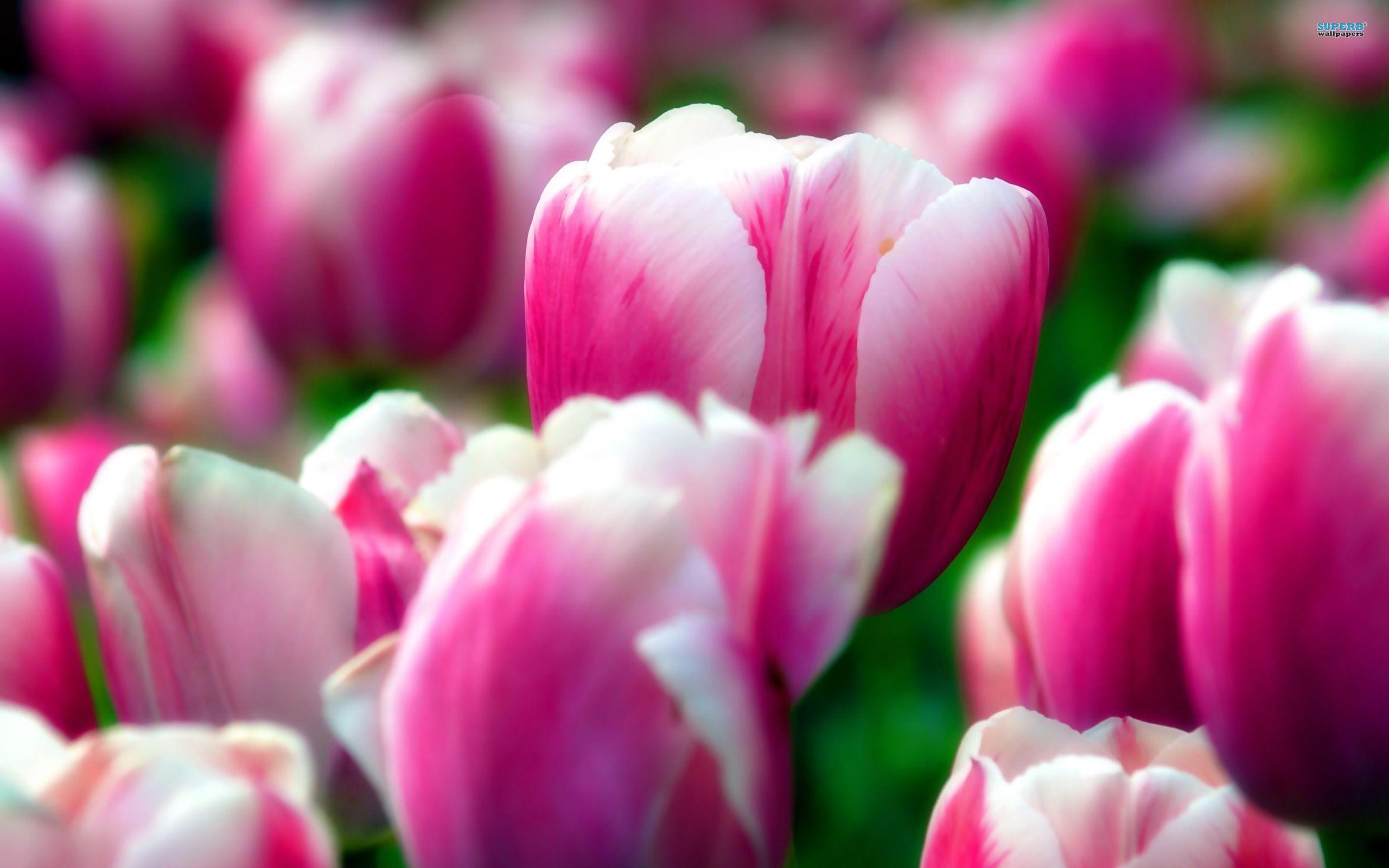 Tulips 11892