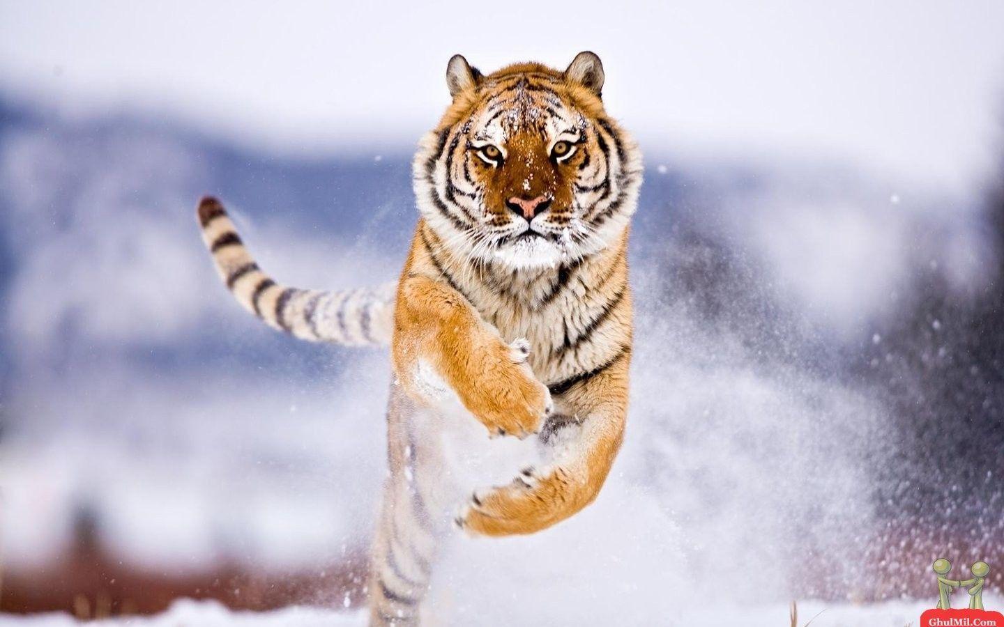 Wildlife HD Wallpaper and Background