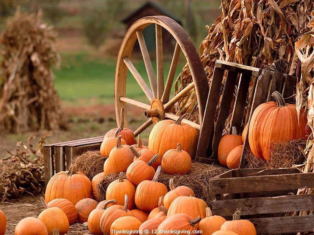Pumpkin Thanksgiving Wallpaper for FREE Download