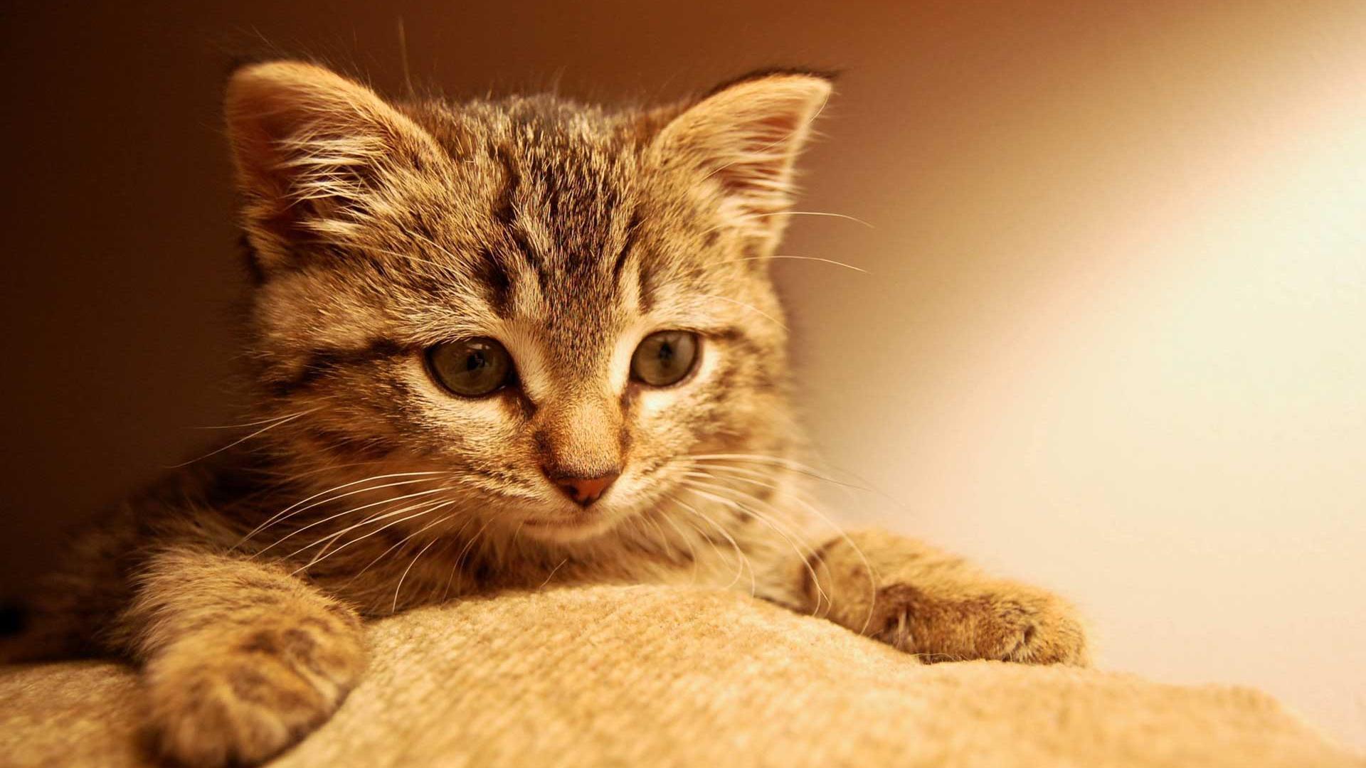 Cute Kitty Background Wallpaper Widescreen and HD background Wallpaper