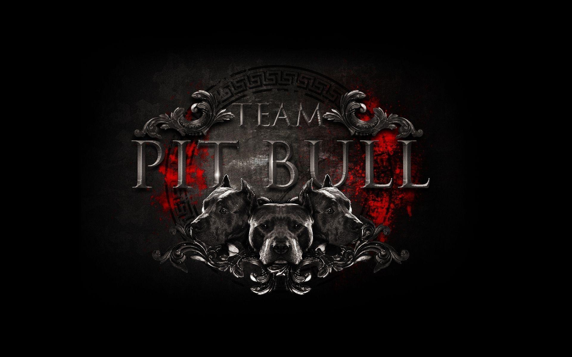 Team Pitbull Wallpaper