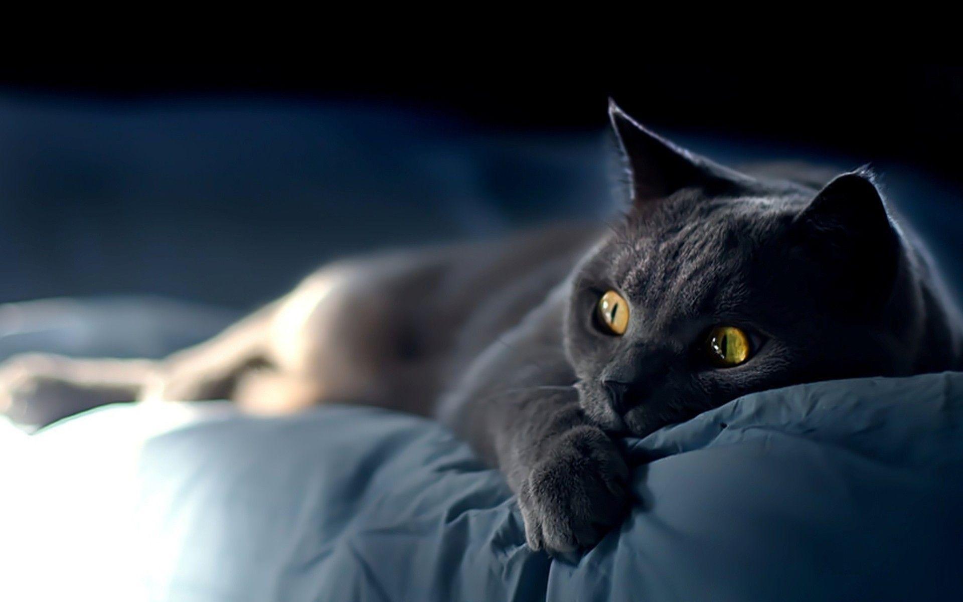 Black Cat On Bed Wallpaper HD Wallpaper