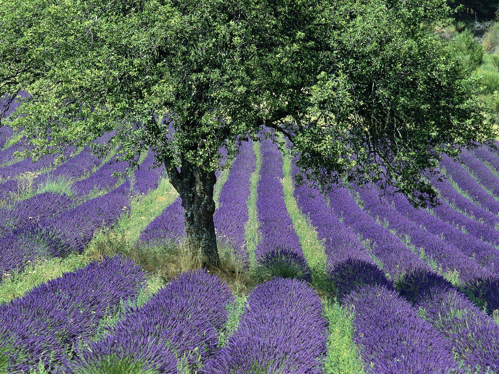 Free HQ Lavender Field Provence France Wallpaper HQ Wallpaper