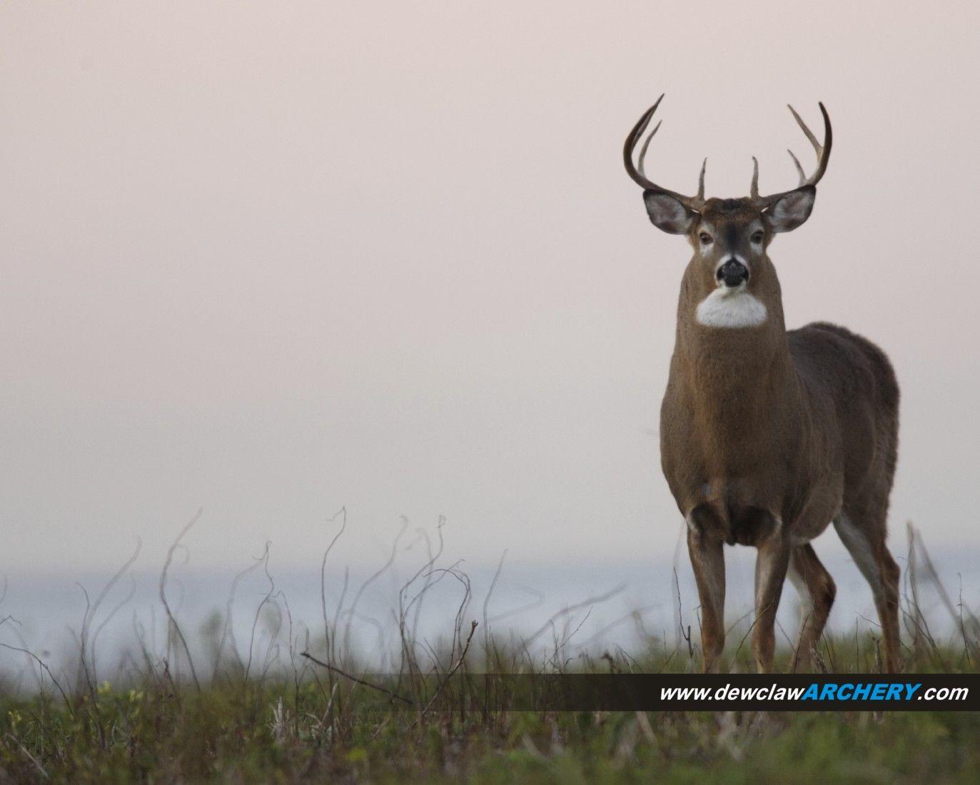 image For > Whitetail Deer Hunting Background